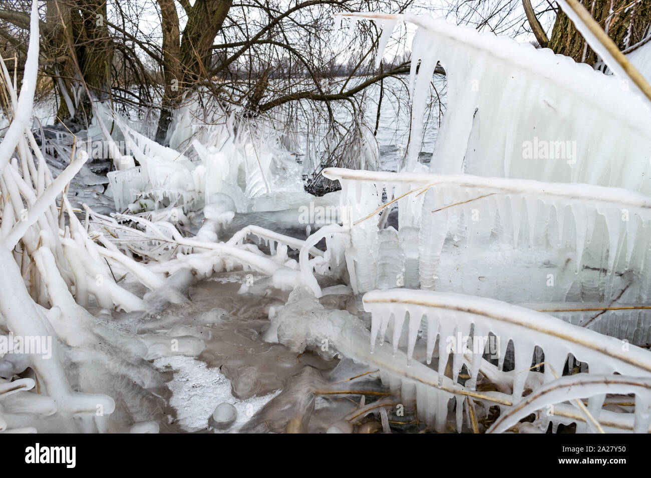Les glaçons sur reed congelé fixe près de la rive d'un lac au cours d'une période de froid en hiver Banque D'Images