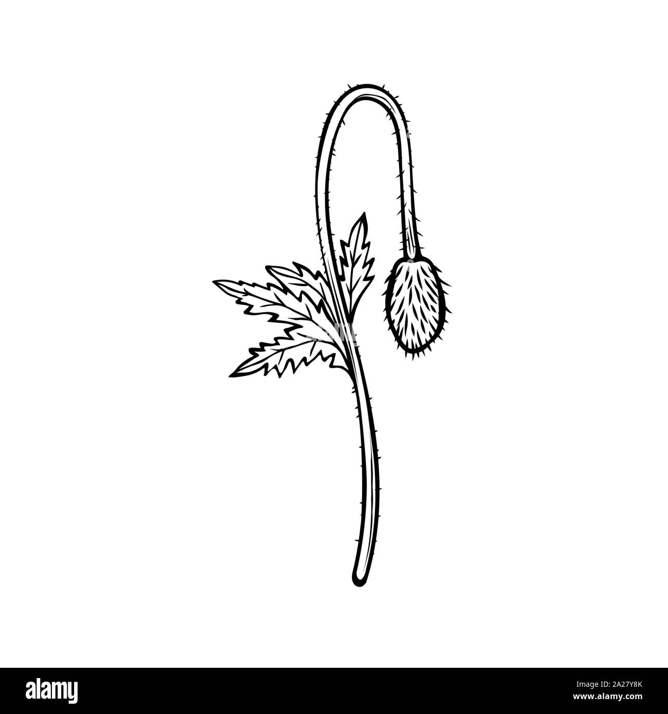 Fleur de pavot hand drawn vector illustration. La floraison des plantes d'été miel noir et blanc. Gravure florale monochrome avec la calligraphie. Symbole du jour du Souvenir. Carte postale, élément de design de l'affiche Illustration de Vecteur