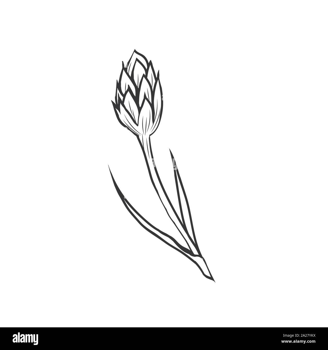 L'encre noir bleuet illustration vectorielle. Prairie d'été, fleur plante miel nom gravé avec croquis. La centaurée commune contour. Centaurea nigra jardin botanique dessin en noir et blanc avec l'inscription Illustration de Vecteur