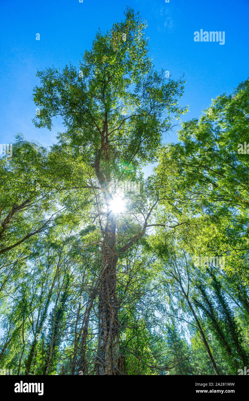 Le parc national New Forest dans l'été avec les arbres d'un vert vif et bleu ciel Banque D'Images