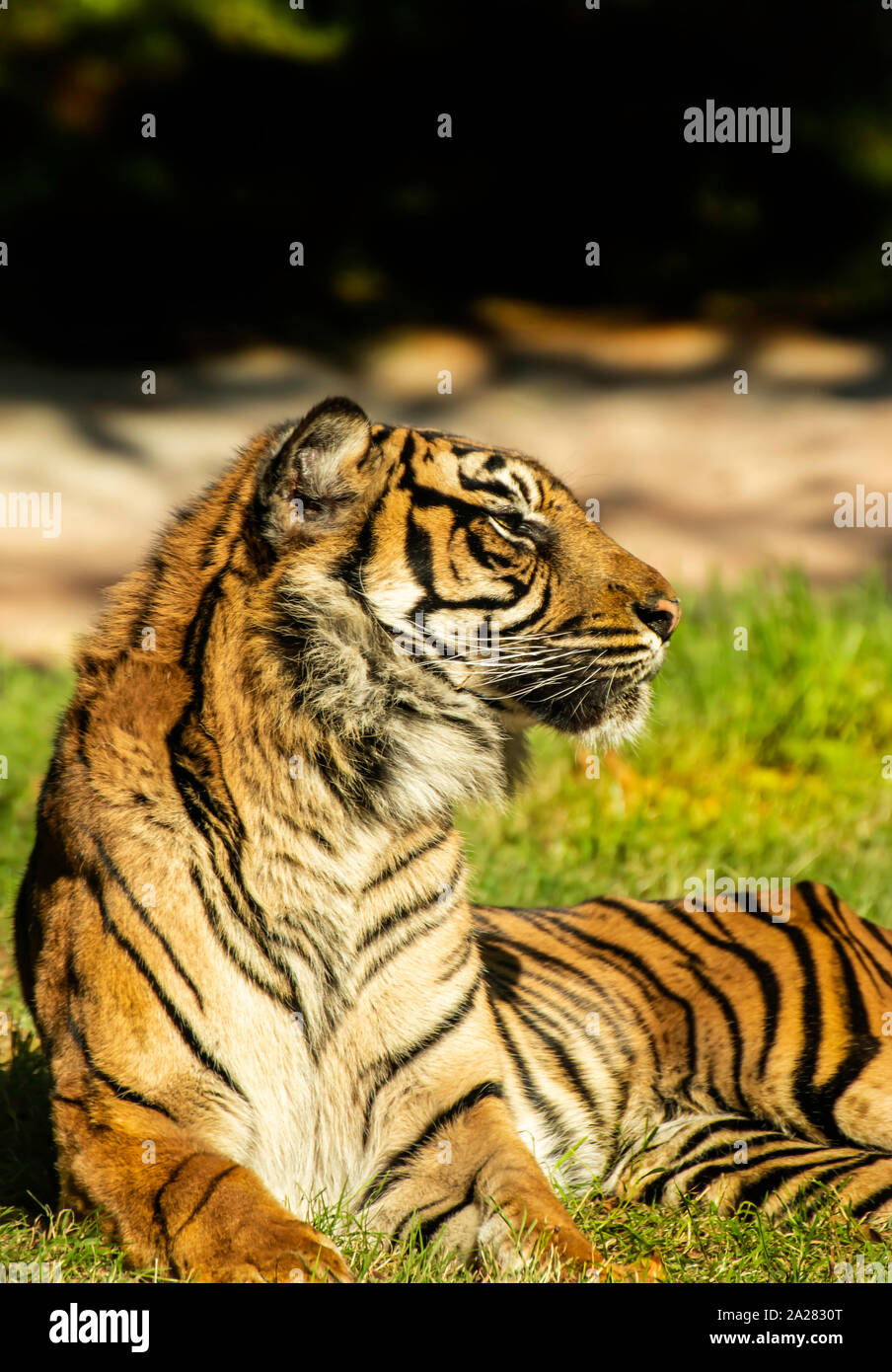 Le Tigre de Soleil sur le Zoo de Paignton, Devon, UK. Elles sont listées en tant que critique d'extinction sur la Liste rouge de l'UICN en 2008, Banque D'Images