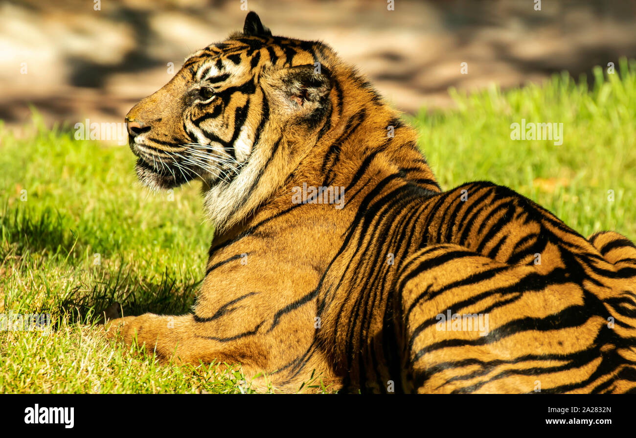 Le Tigre de Soleil sur le Zoo de Paignton, Devon, UK. Elles sont listées en tant que critique d'extinction sur la Liste rouge de l'UICN en 2008, Banque D'Images