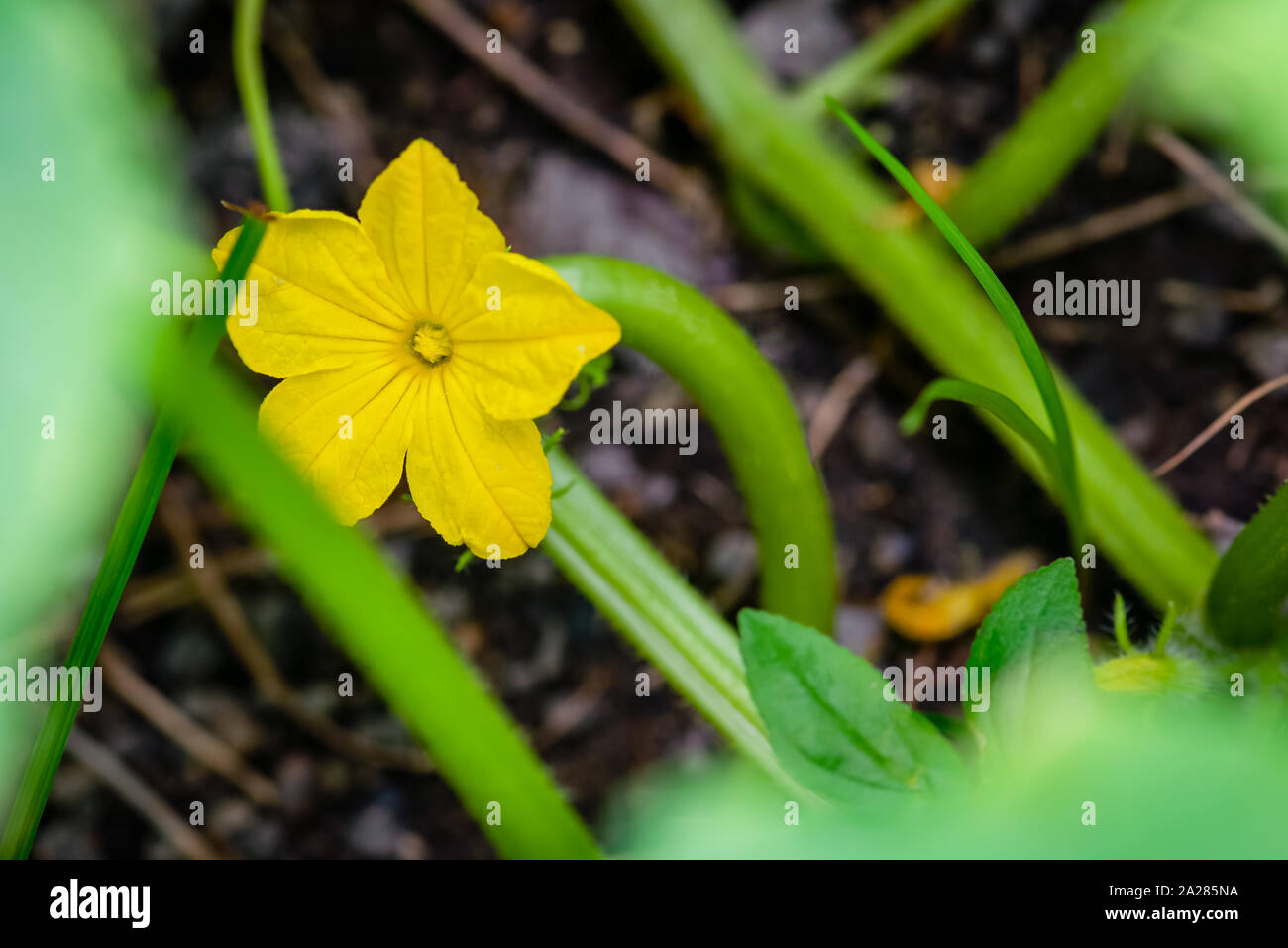 Concombre bio fleurs jardin terrain près de l'alimentation à la matière naturelle végétale de l'agriculture Banque D'Images