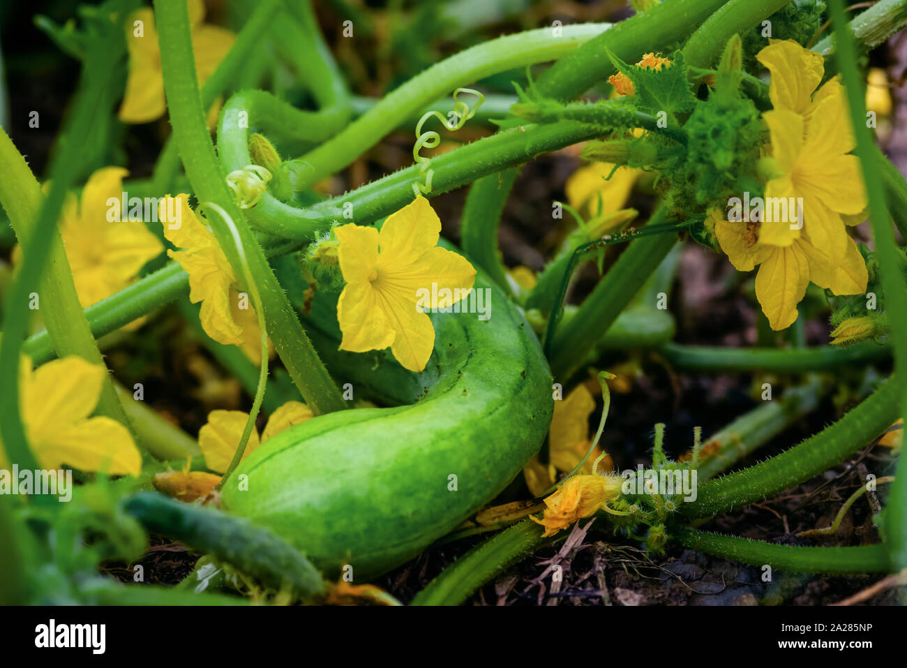 Concombre bio fleurs jardin terrain près de l'alimentation à la matière naturelle végétale de l'agriculture Banque D'Images