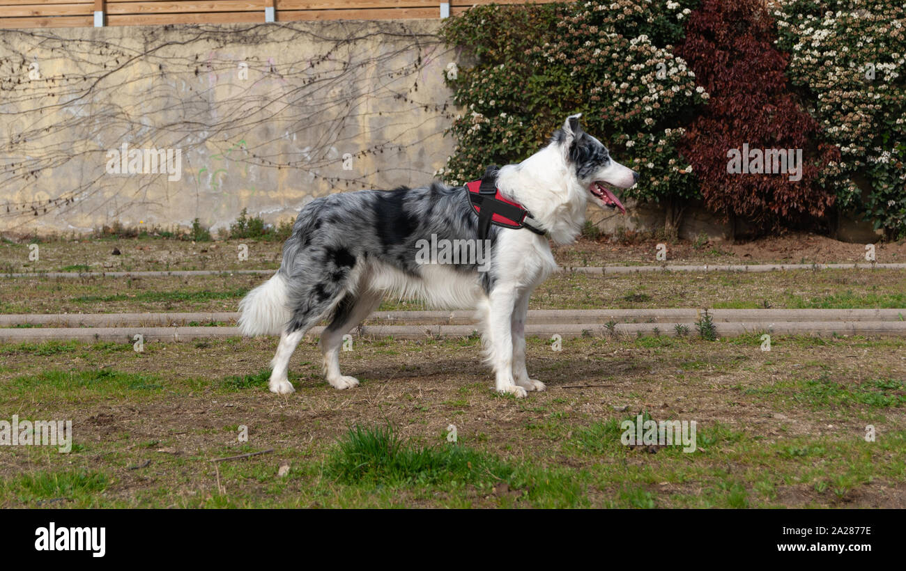 Profil de race border collie bleu merle chien dans un parc Banque D'Images