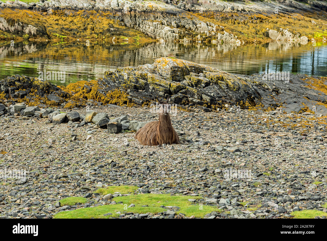 Llama sur plage rocheuse en Ecosse. Banque D'Images