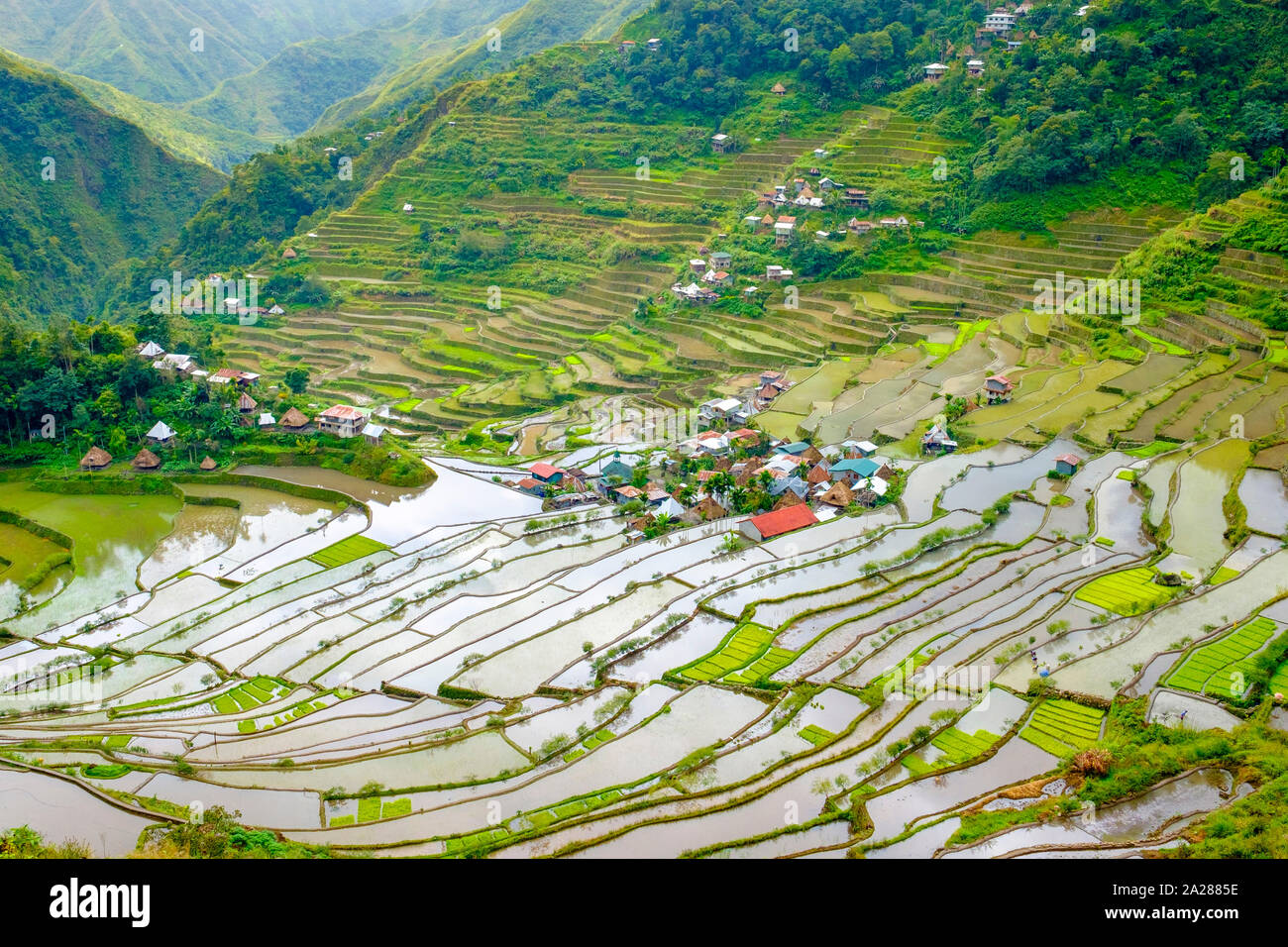 Village de Batad et terrasses de riz au Patrimoine Mondial de l'UNESCO au début de saison des semailles de printemps, Banaue, Mountain Province, Région administrative de Cordillera, Ph Banque D'Images