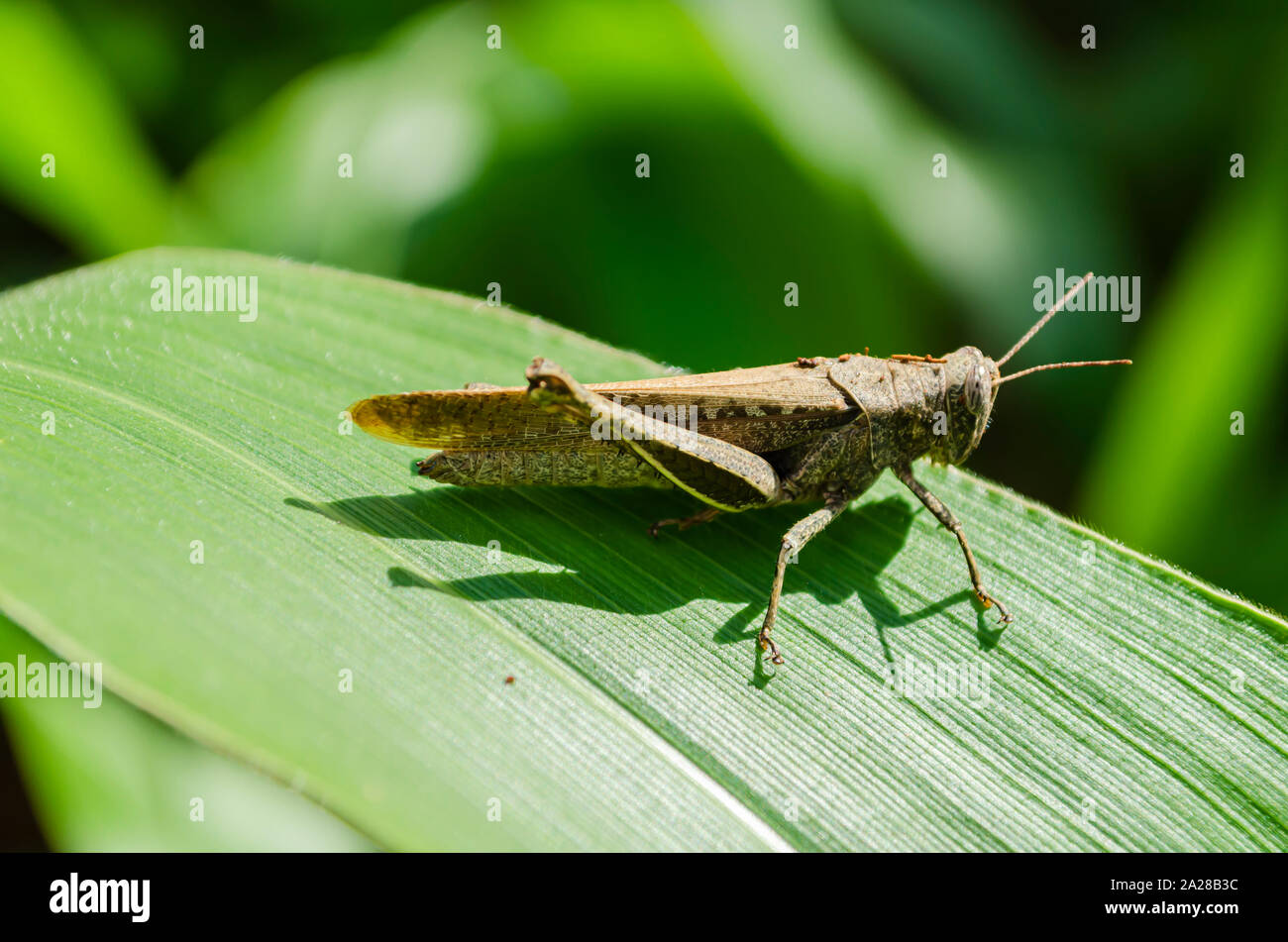 Insecte insecte sauterelle sauterelle cricket grillons nature Banque de