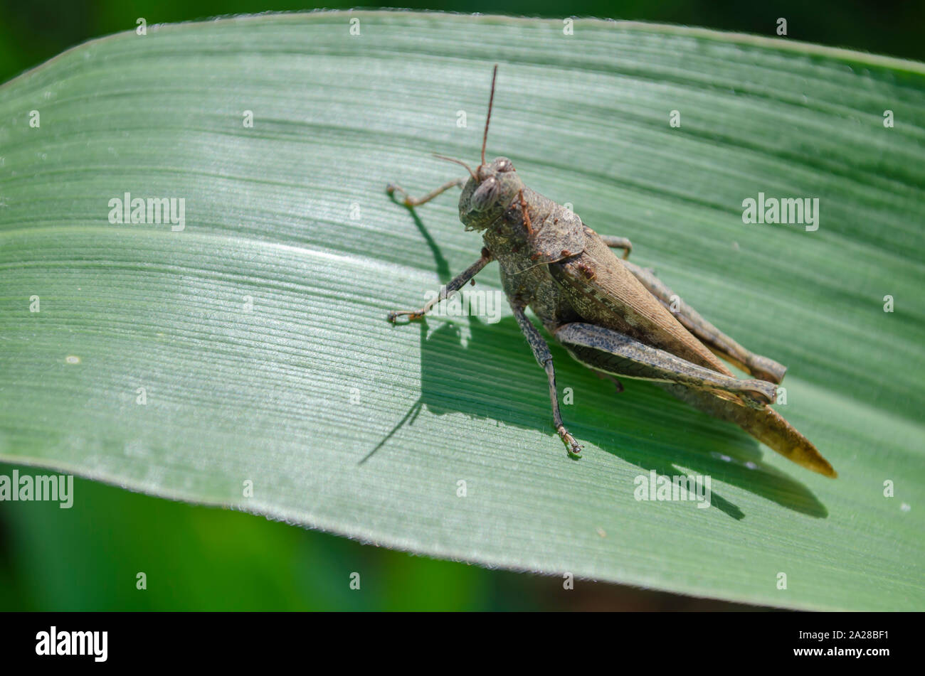 Insecte insecte sauterelle sauterelle cricket grillons nature Banque de