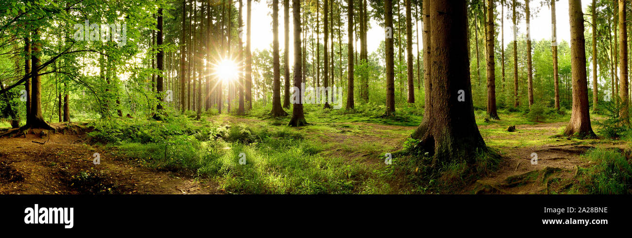 Belle forêt au printemps avec la lumière du soleil qui brillait à travers les arbres Banque D'Images