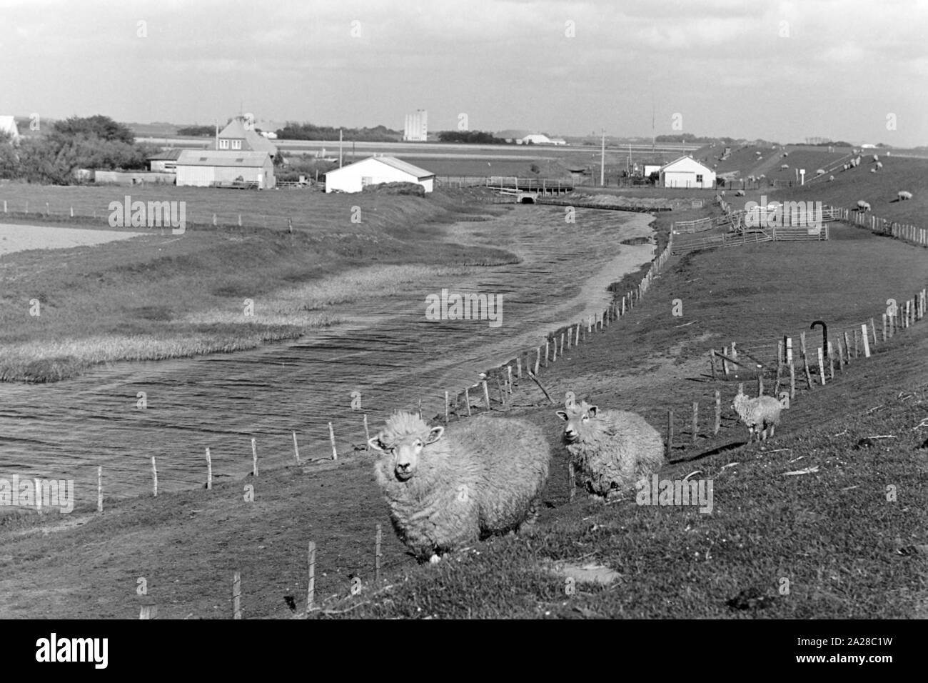 Grasen Schafe auf einer Wiese bei einem Windrad, Deutschland 1960 er Jahre. Des moutons paissant près d'une roue du vent, de l'Allemagne des années 1960. Banque D'Images