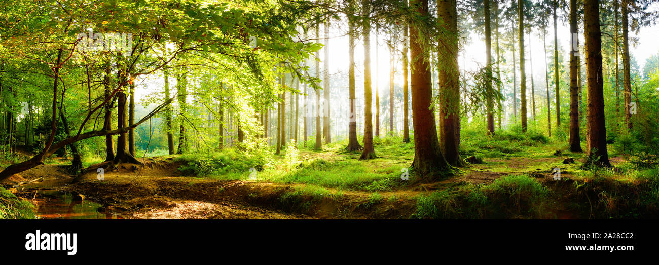 Beau panorama de la forêt au printemps avec un soleil qui brille à travers les grands arbres et le sol est recouvert de mousse et d'herbes Banque D'Images Beau panorama de la forêt au printemps avec un soleil qui brille à travers les grands arbres et le sol est recouvert de mousse et d'herbes Banque D'Images