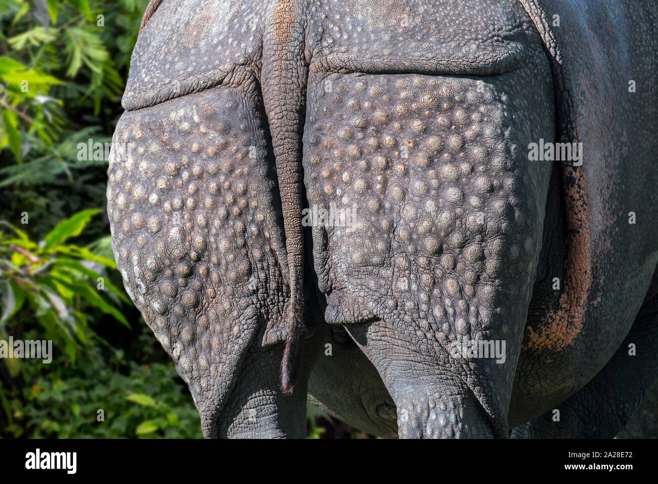 Rhinocéros indien / rhinocéros à une corne / rhinocéros unicorne de l'Inde (Rhinoceros unicornis) close-up de verrue-comme des bosses sur la peau arrière Banque D'Images