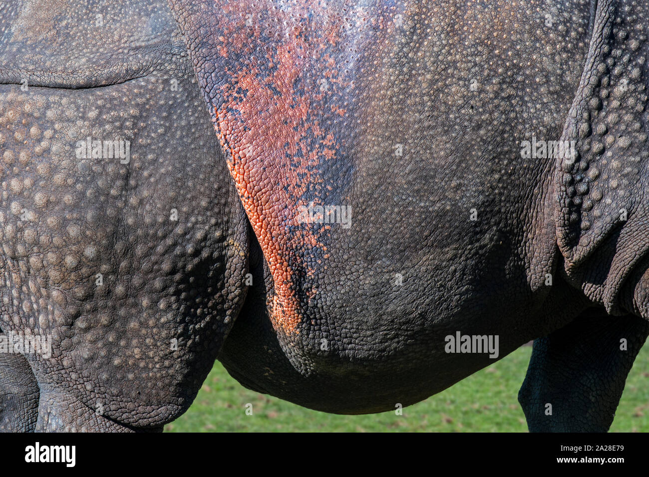 Rhinocéros indien / rhinocéros à une corne / rhinocéros unicorne de l'Inde (Rhinoceros unicornis) close-up de verrue-comme les bosses et les plis de peau rosâtre Banque D'Images