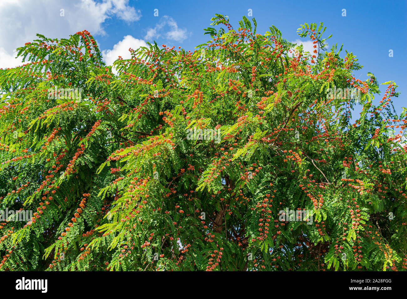 Douche rose tree (Cassia javanica) indochinensis - Floride, États-Unis  Photo Stock - Alamy