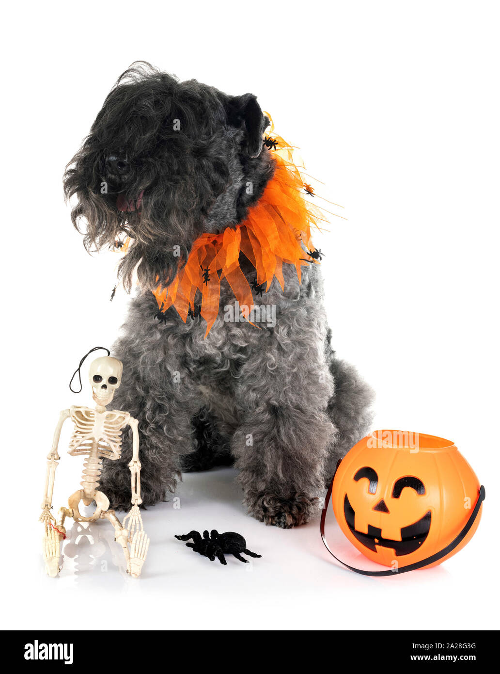 Terrier Kerry Blue in front of white background Banque D'Images