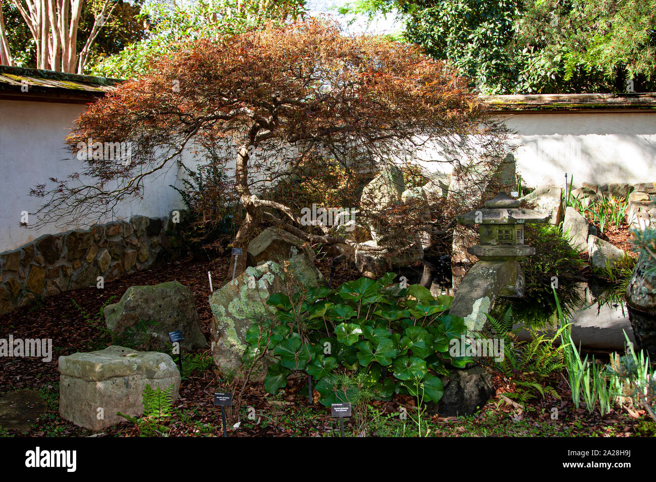 Jardin Botanique d'Atlanta, Atlanta, Géorgie, Banque D'Images