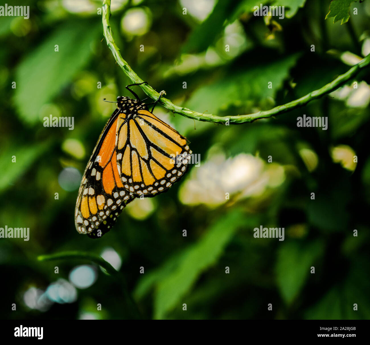 Le papillon monarque ou simplement monarque (Danaus plexippus) hamging à l'envers sur une tige verte, avec en arrière-plan la végétation verte Banque D'Images