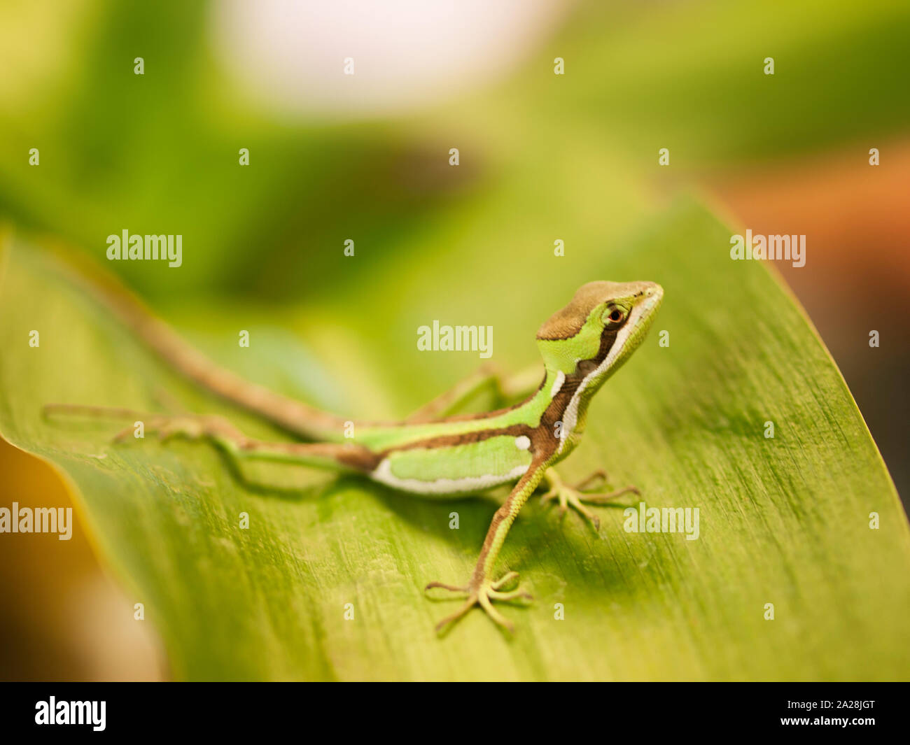 Portrait d'Caquehesd - lézard iguane Hérisson dentelé Laemanctus serratus Banque D'Images