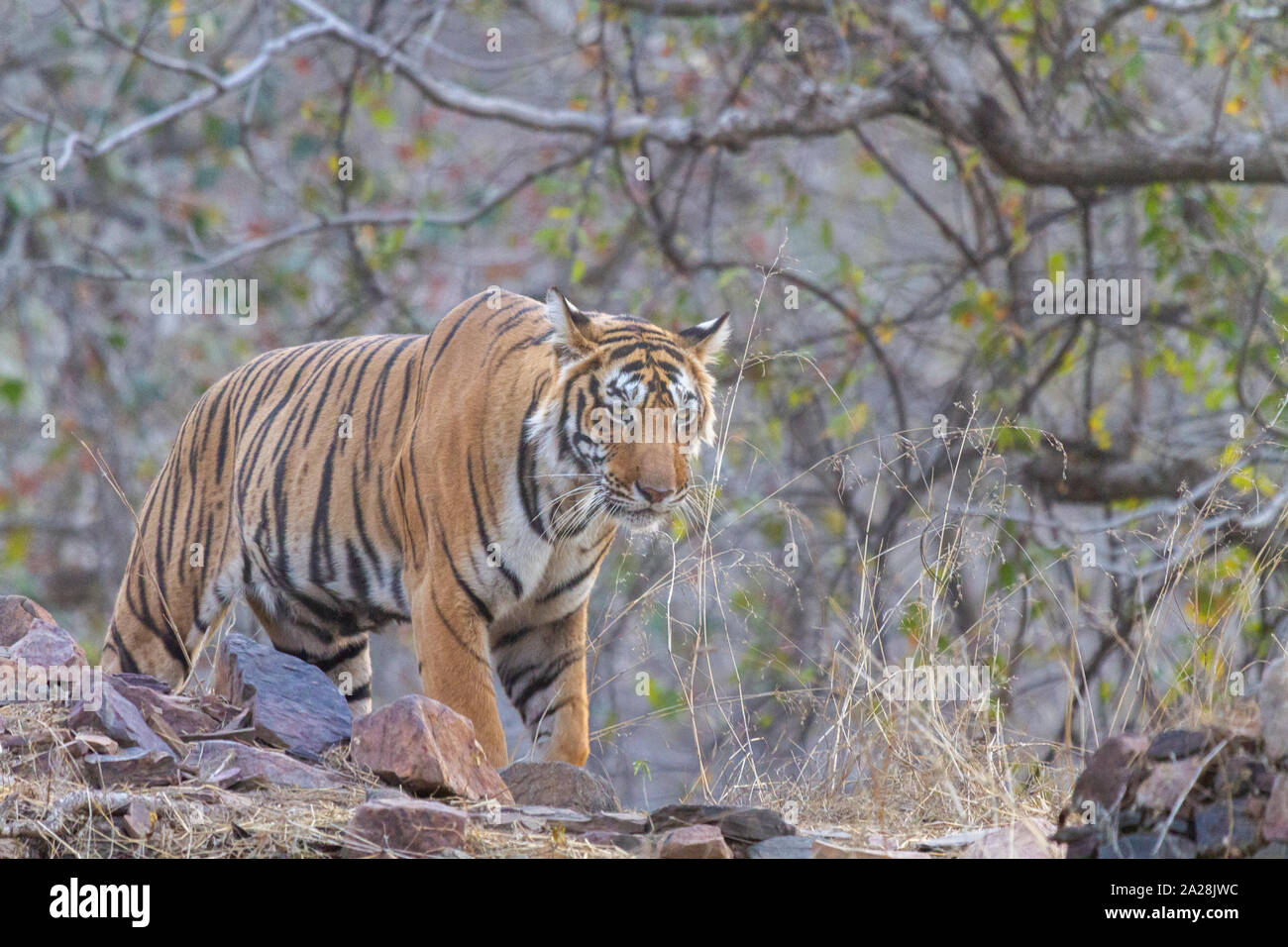 Royal tigre du Bengale Panthera tigris tigris ar ou le parc national de Ranthambore Rajasthan Inde Banque D'Images