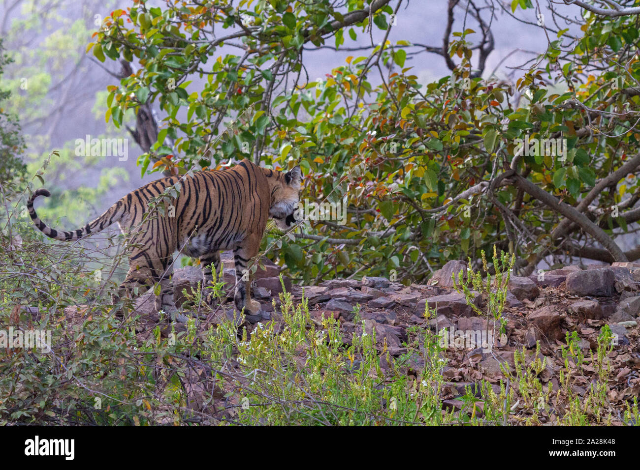 Royal tigre du Bengale Panthera tigris tigris ar ou le parc national de Ranthambore Rajasthan Inde Banque D'Images