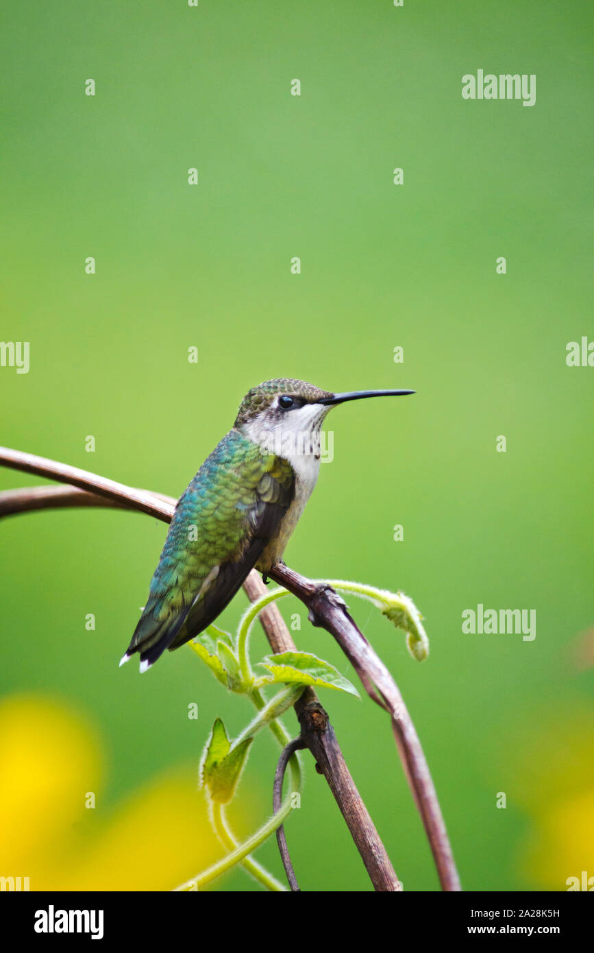 La Perche sur Hummingbird Portrait Banque D'Images
