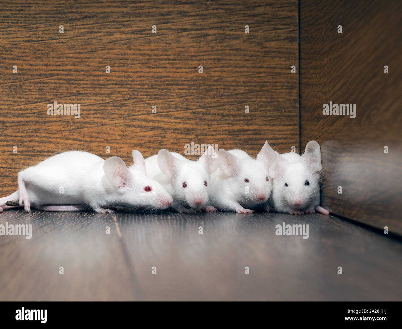 Les Souris blanches dans la penderie. Famille de rats rongeurs Banque D'Images
