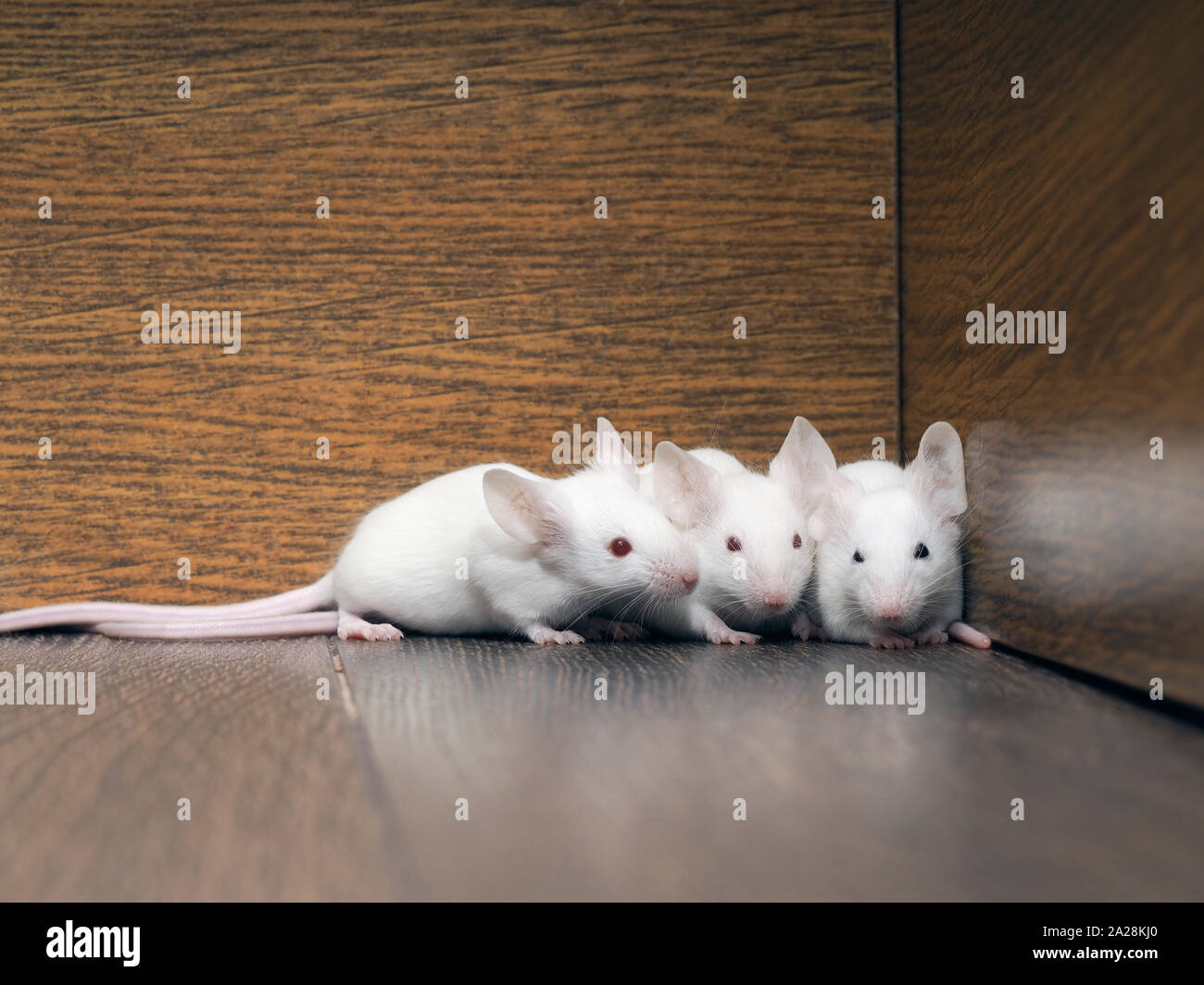 Les Souris blanches dans la penderie. Famille de rats rongeurs Banque D'Images