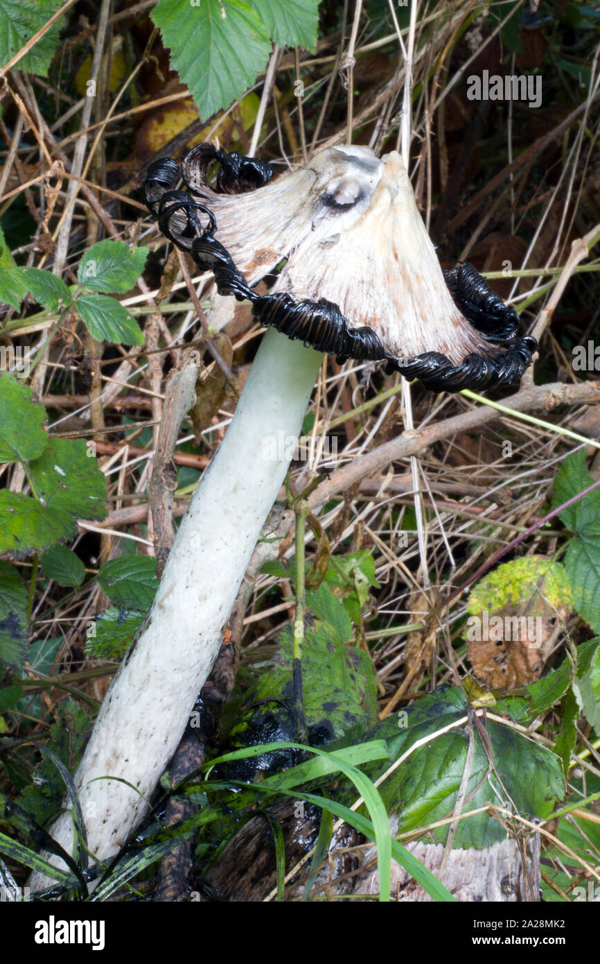 Coprinus comatus (shaggy ink cap) est un champignon commun souvent trouvés dans les prés, les bois et les accotements. Il sécrète un liquide noir rempli de spores. Banque D'Images