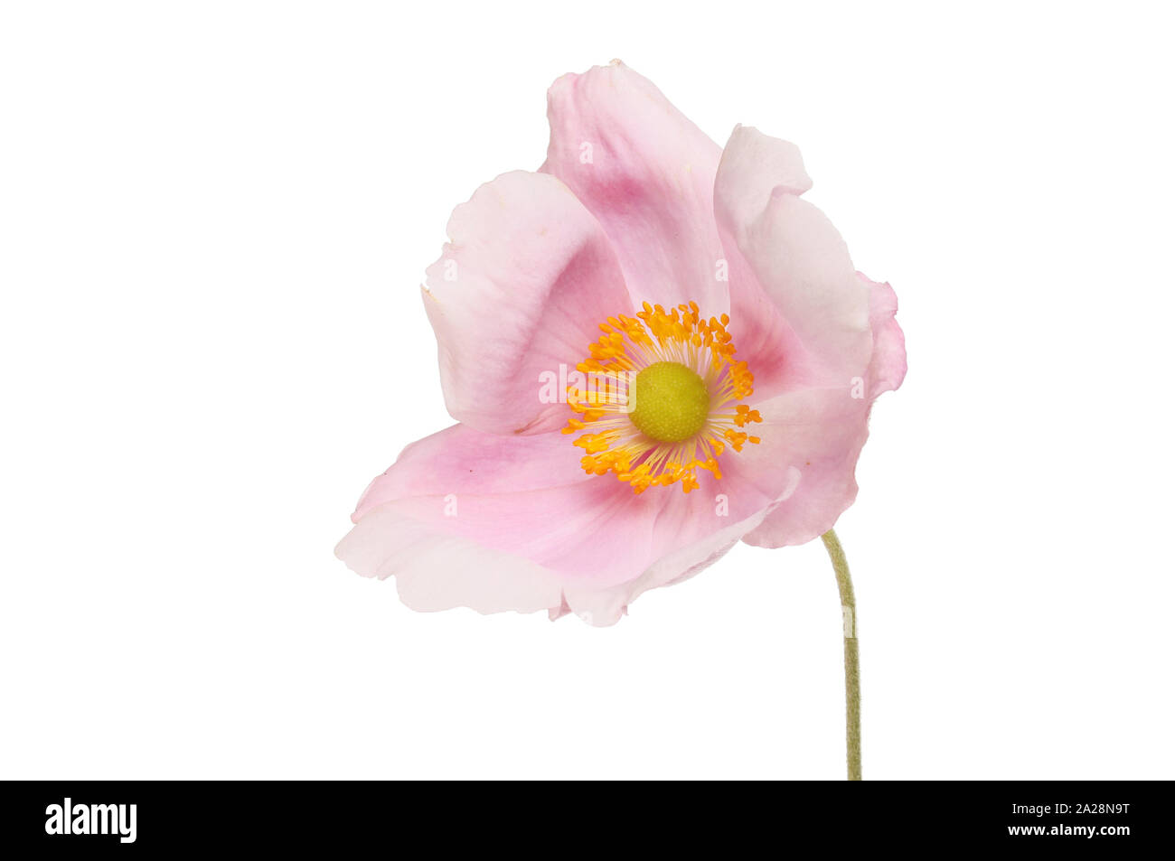Rose pastel anémone japonaise flower isolated on white Banque D'Images