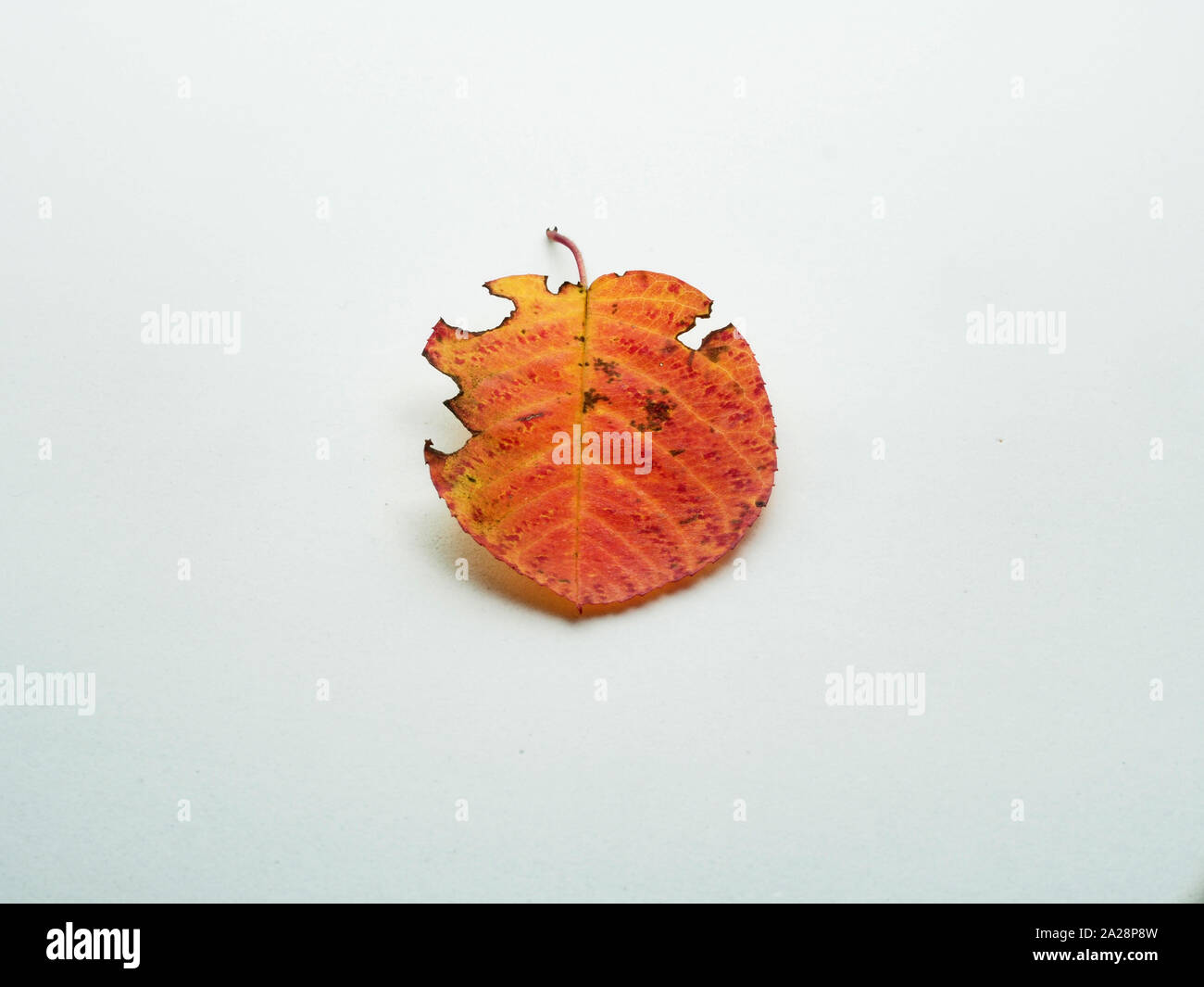 Des feuilles d'automne tombées. shadberry Feuillage de l'automne. Jaune, rouge, marron. Photo sur fond blanc. Banque D'Images