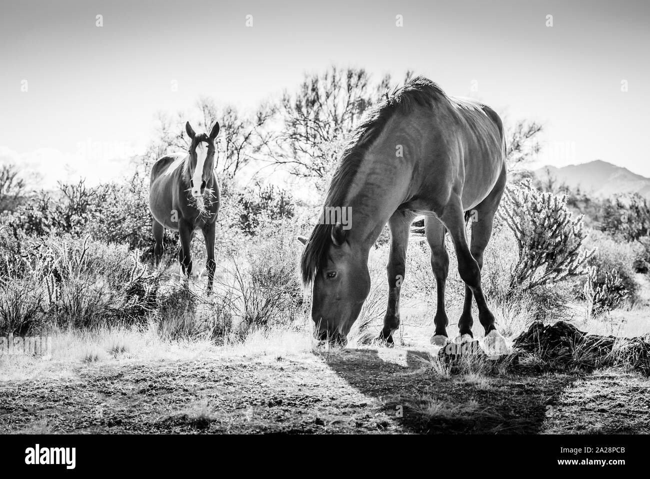 Les chevaux sauvages se nourrissent d'herbe sèche à l'aire de loisirs de la rivière Salt Tonto National Forest, dans l'Arizona. Banque D'Images