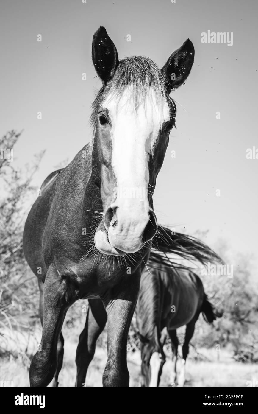 Close up photo d'un cheval sauvage dans la partie inférieure de la Rivière Salée, zone de loisirs de l'Arizona. Banque D'Images