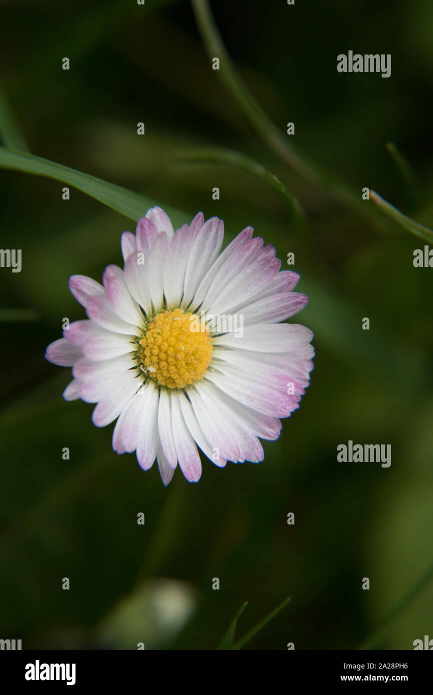 Une floraison de marguerites avec un fond vert prises dans les Alpes suisses. Banque D'Images