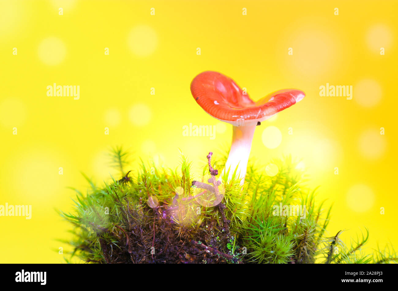 La fée rouge, Champignons Champignons de rêve sur jaune Banque D'Images