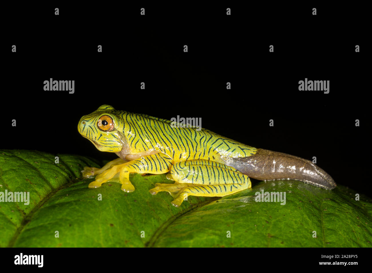 Rhacophorus pseudomalabaricus Juvenile vu près de Munnar, Kerala, Inde Banque D'Images