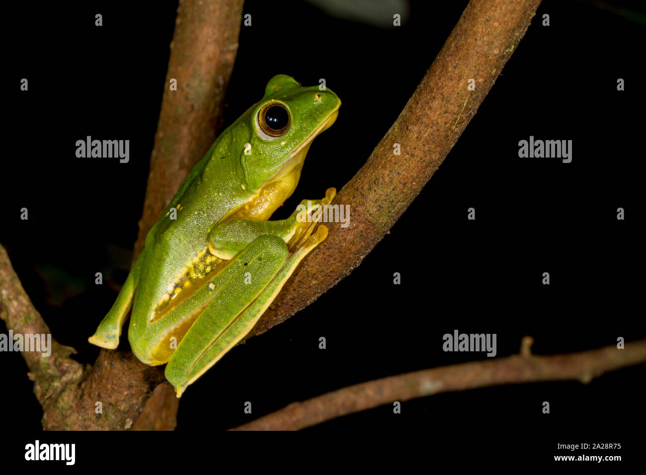 Rhacophorus pseudomalabaricus Hot vu près de Munnar, Kerala, Inde Banque D'Images