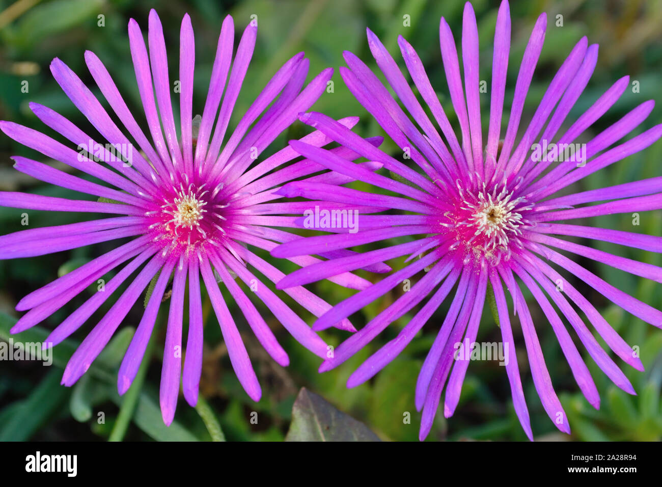 Gros plan de la fleur de glace rose Hardy, succulente fleur Delosperma cooperi Banque D'Images