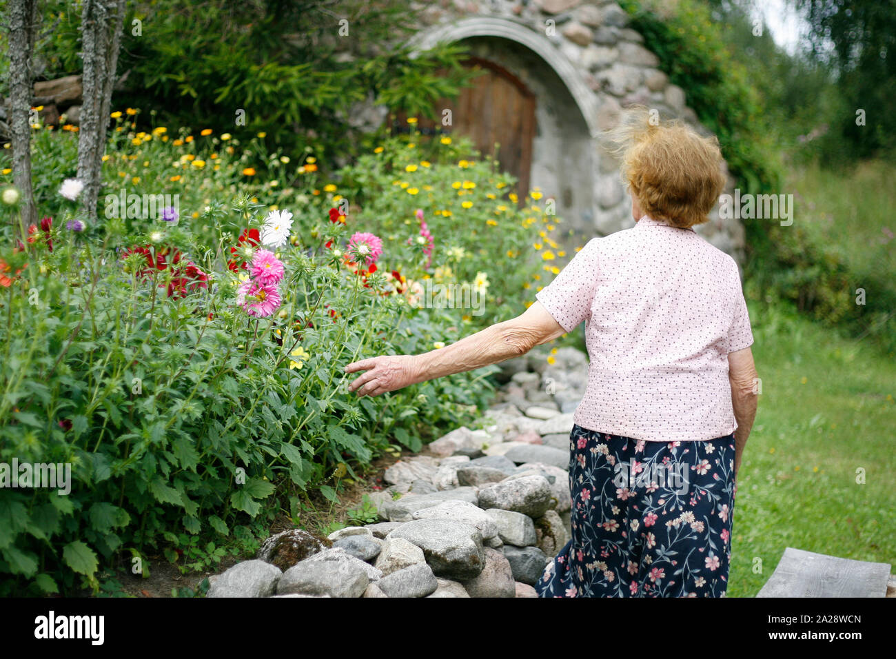 Vieille Femme solitaire errant dans le jardin en été en contact avec des asters. Happy elderly woman walking dans le jardin profiter de la retraite. Banque D'Images