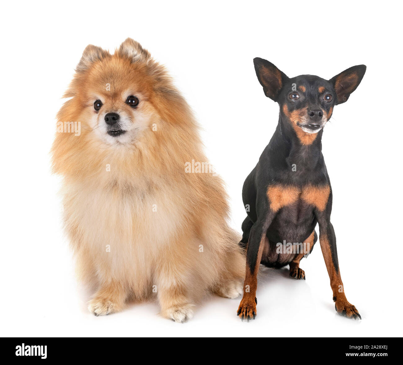 Spitz Pinscher Banque D Image Et Photos Alamy