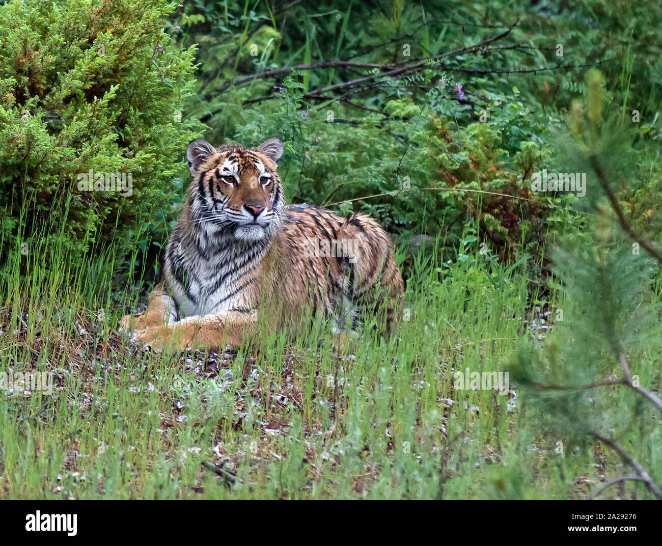 Un tigre de Sibérie pour mineurs en captivité Banque D'Images