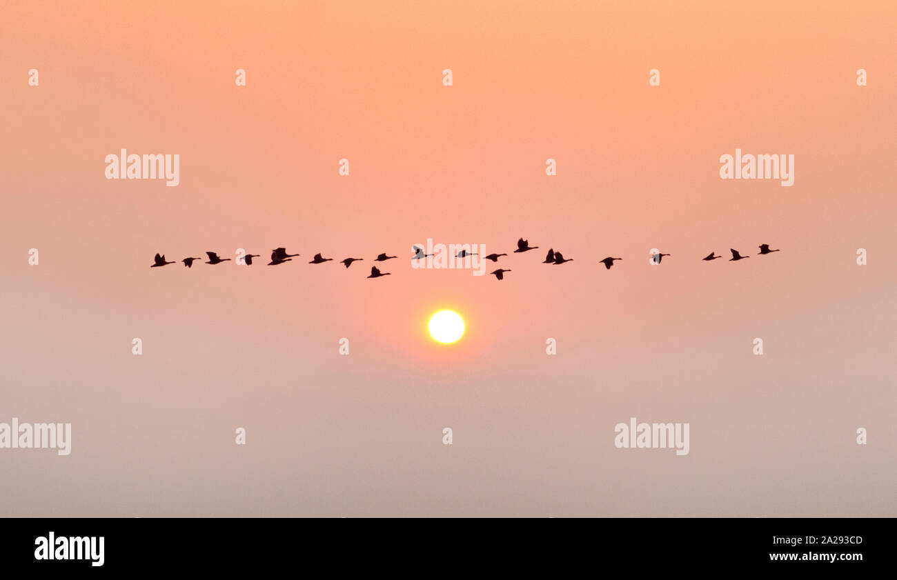 Vol du matin, sur le soleil Banque D'Images