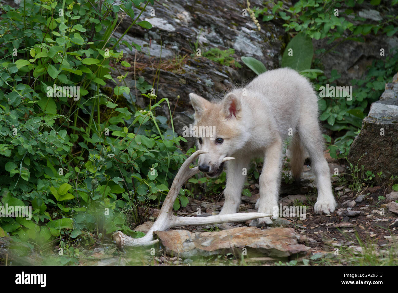 Loup Blanc chiot Banque D'Images
