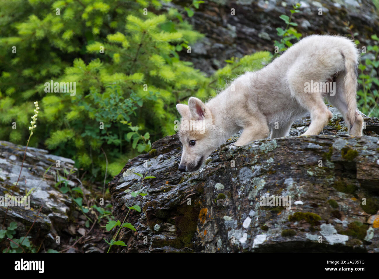Loup Blanc chiot Banque D'Images