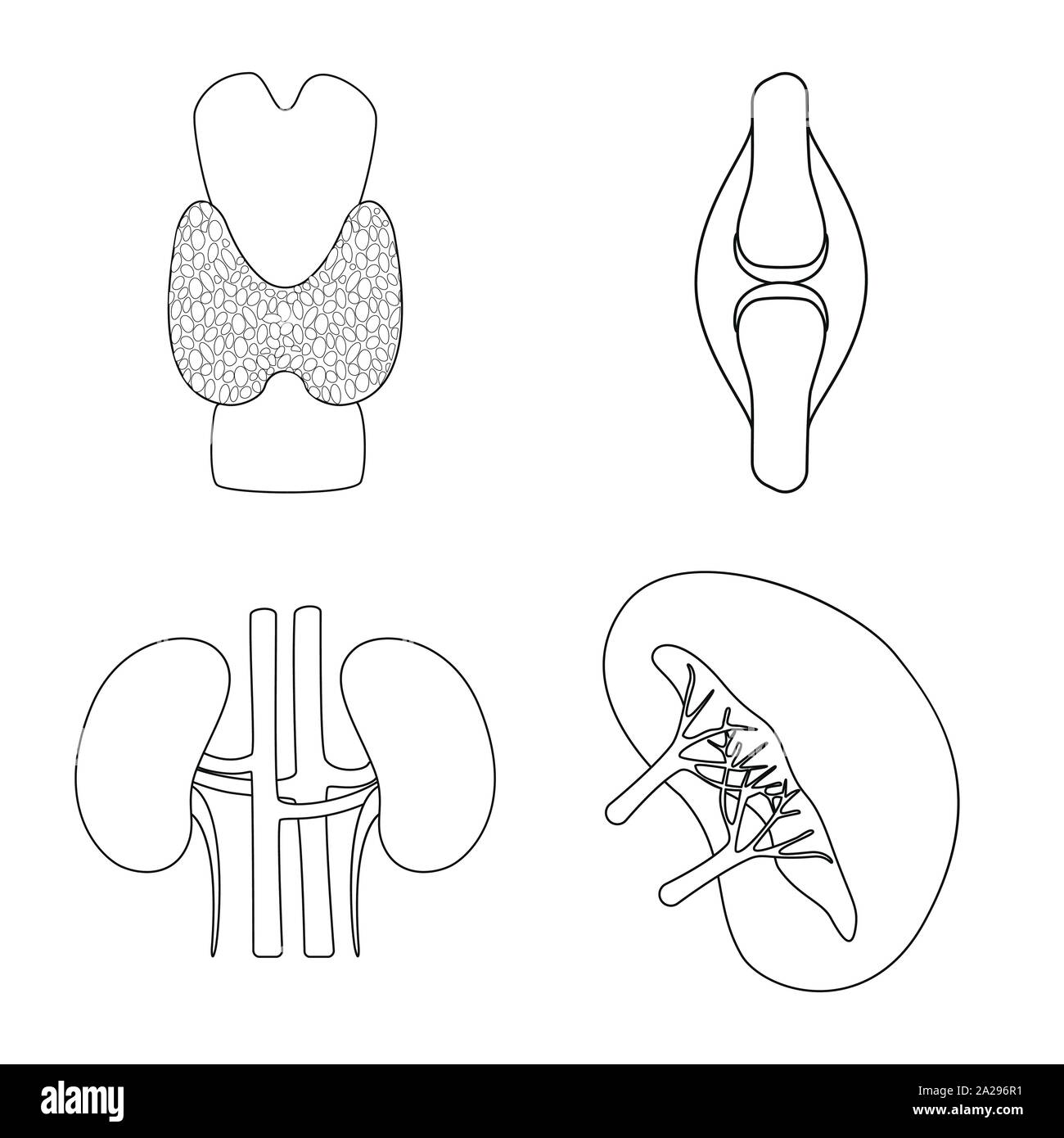 Objet isolé de l'anatomie et de l'orgue signe. Collection d'anatomie et de l'icône vecteur médical pour stock. Illustration de Vecteur
