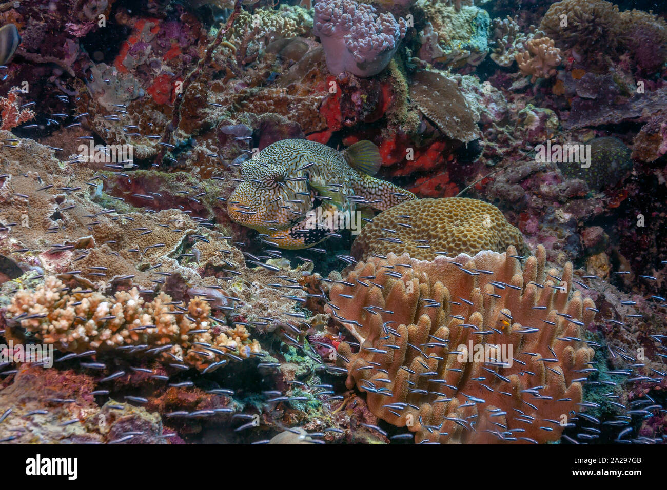 Les récifs coralliens dans le Pacifique Sud avec le poisson-globe Banque D'Images