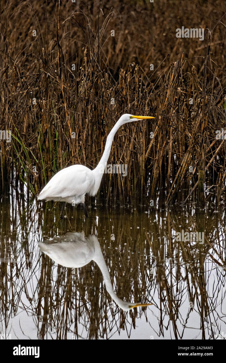 Une Grande Aigrette chasse le long des roseaux à Gould's Inlet dans la région de Saint Simons Island, en Géorgie. Banque D'Images