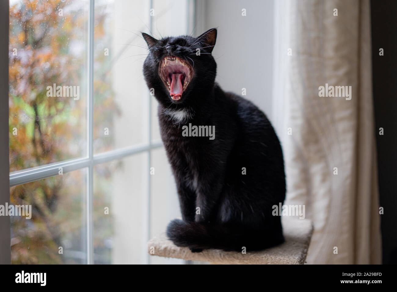 Un chat noir de bâiller. Banque D'Images