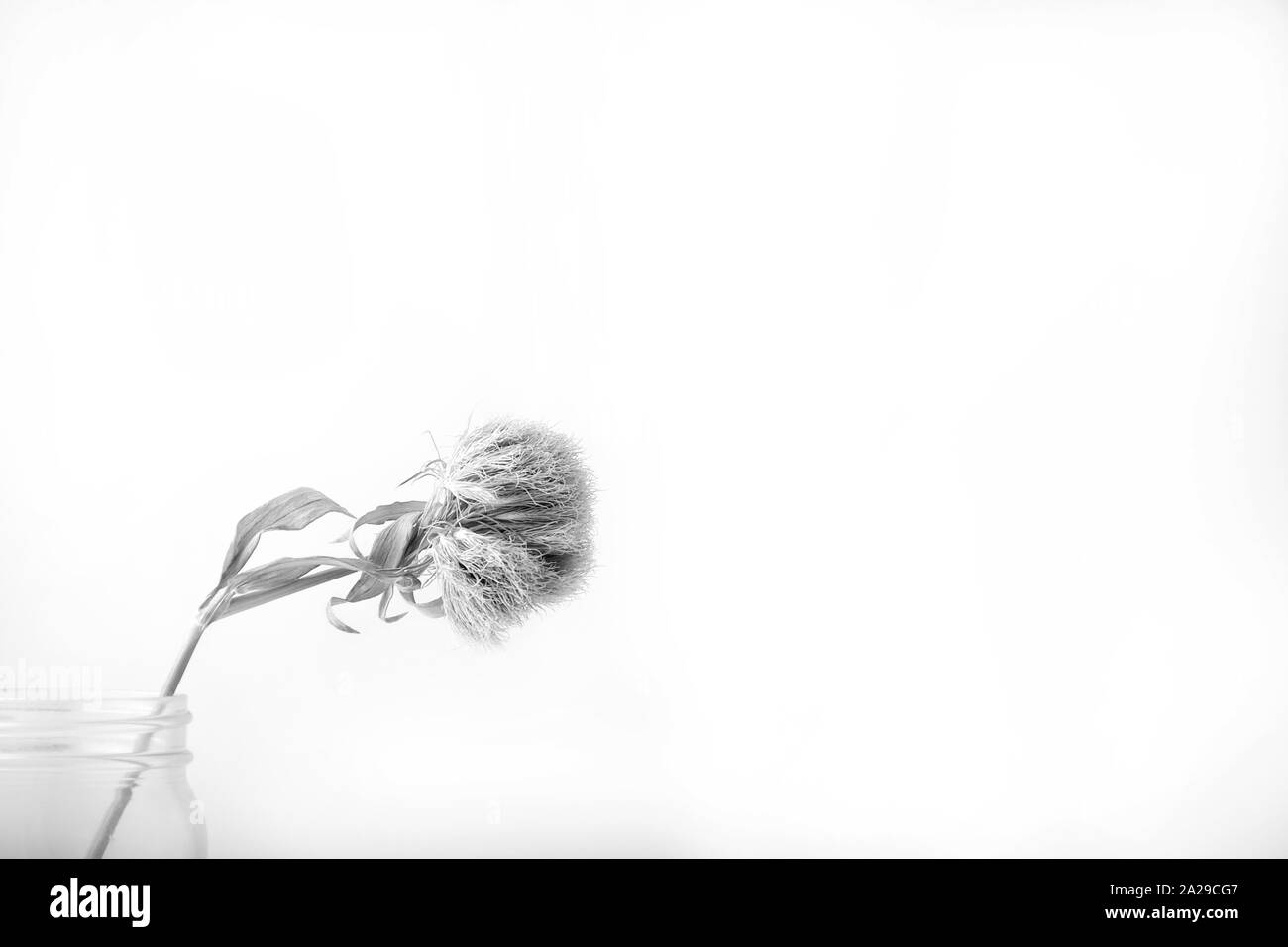 Une image en noir et blanc d'une fleur sauvage dans un pot Mason contre un fond blanc. Banque D'Images