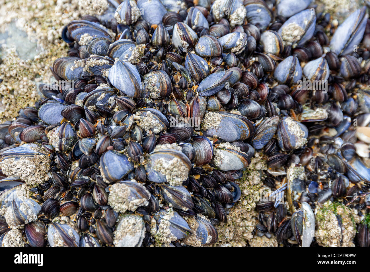 Les moules sauvages, Mytilus edulis, poussant sur les rochers de la zone intertidale à Cornwall, UK Banque D'Images